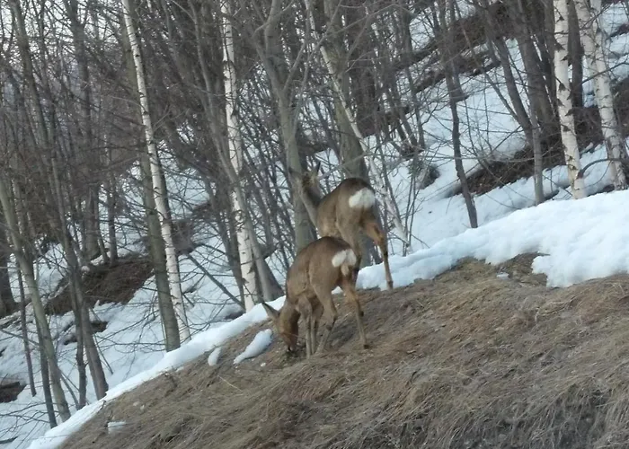 Czyrna שצ'צ'ירק